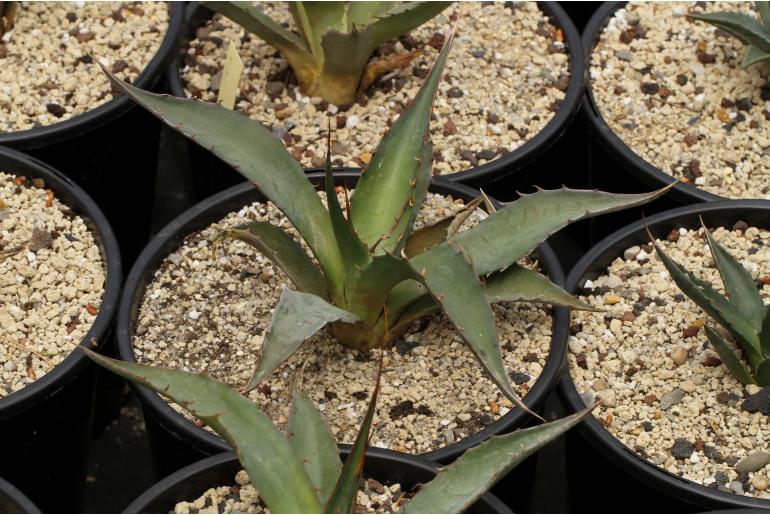 Agave moranii -2629