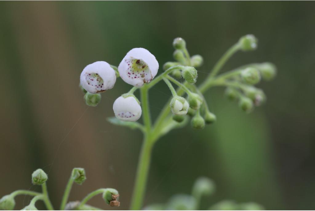 Sinclair's jovellana