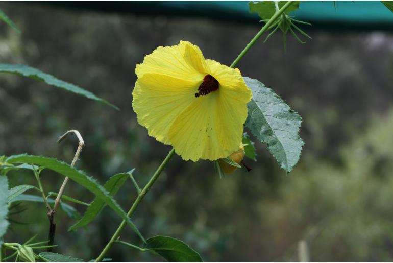 Hibiscus heterophyllus -2662