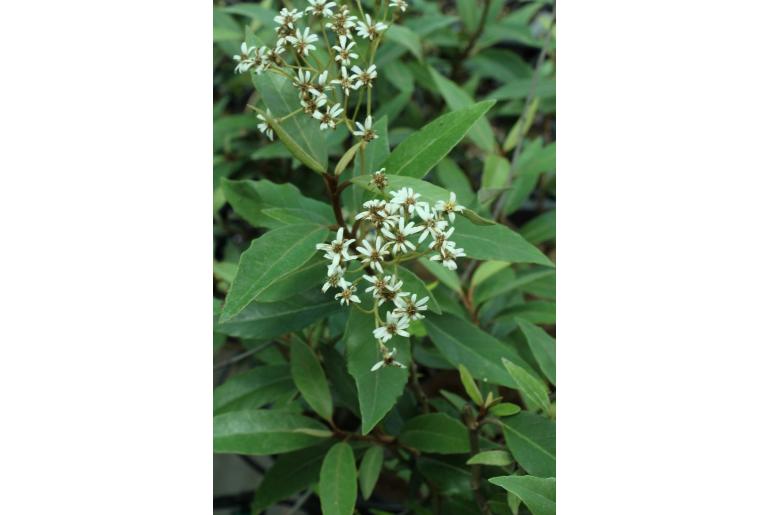 Olearia avicenniifolia -2699