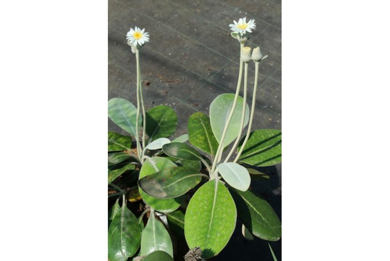 Pachystegia insignis -2701