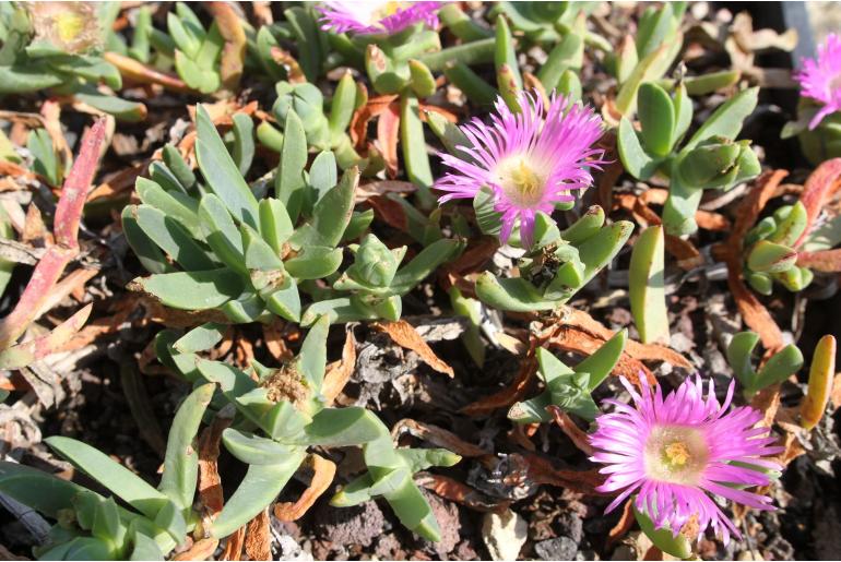 Carpobrotus rossii -2754