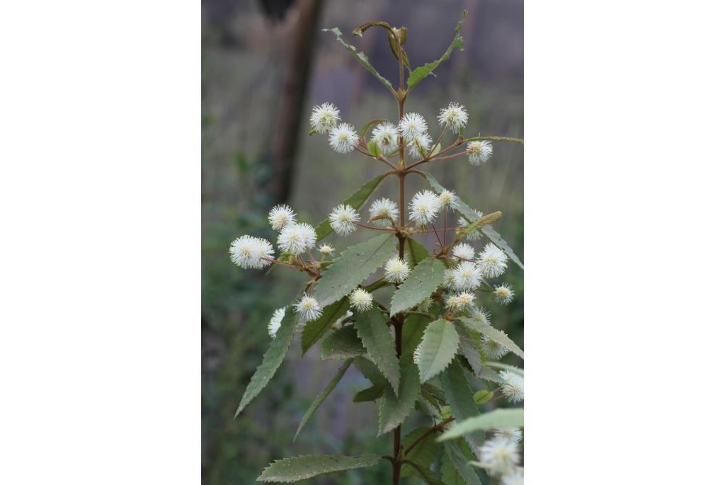 Zwarte acacia