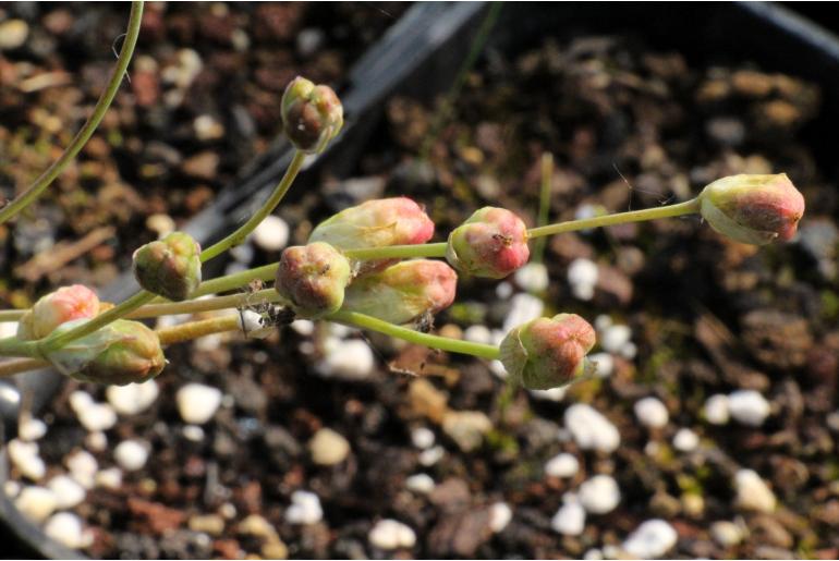 Hesperantha cucullata -2871