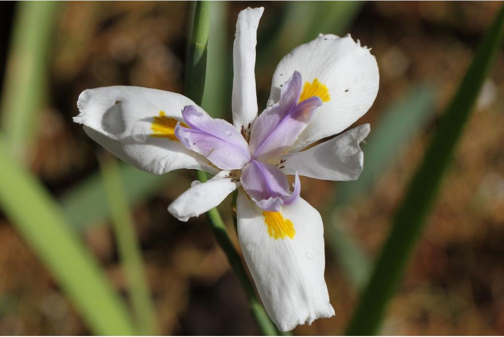 Afrikaanse iris