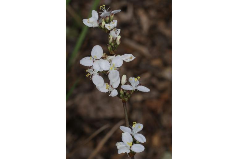 Libertia grandiflora -2918