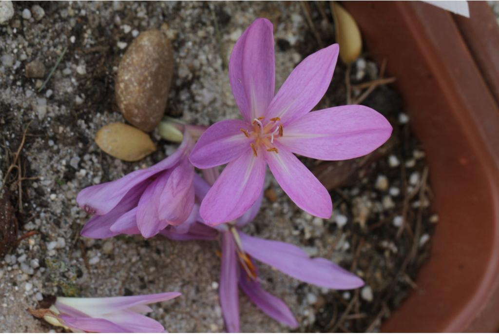 Herfst krokus