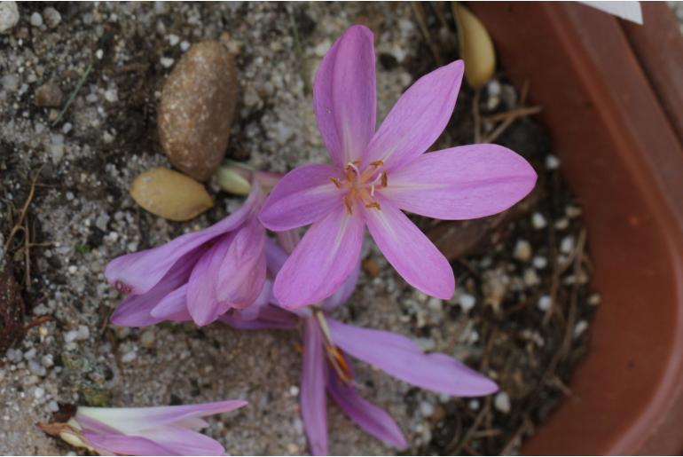 Colchicum autumnale -2922