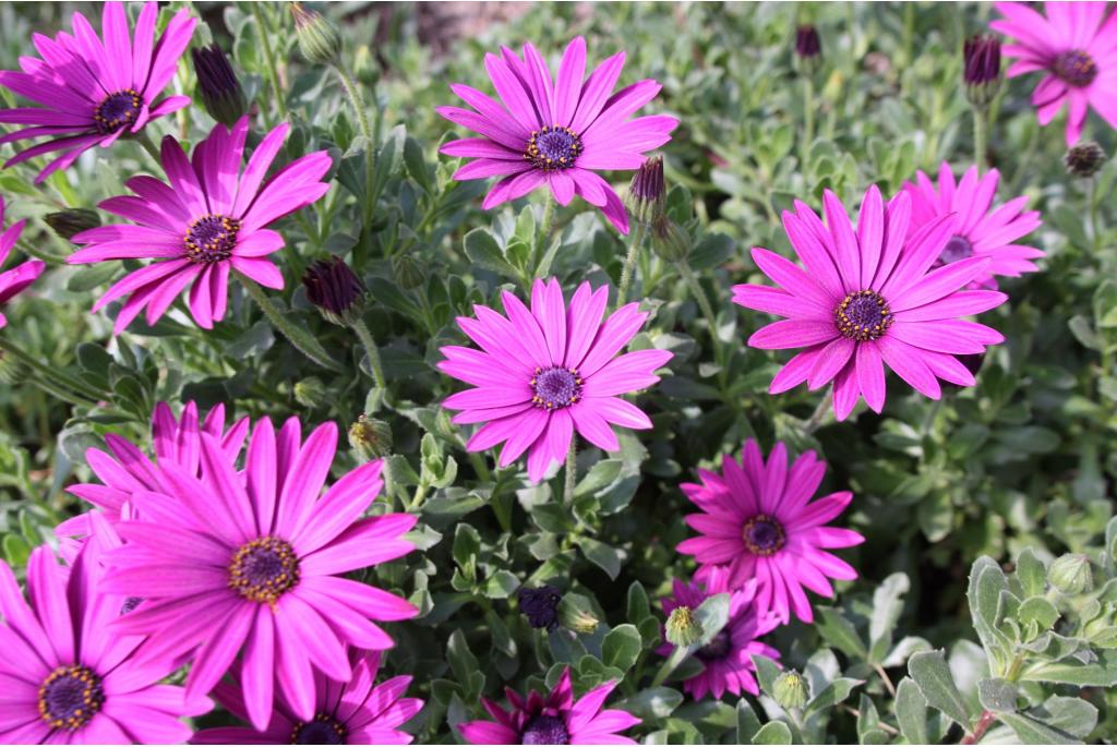 Afrikaanse margriet