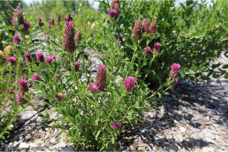 Trifolium rubens -2936