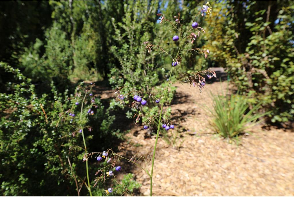 Verrukkelijke dianella