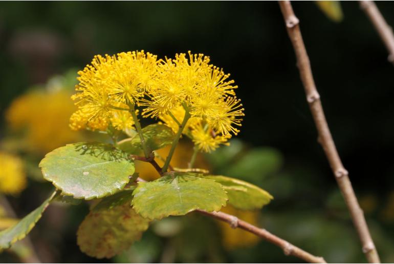 Azara serrata -3046