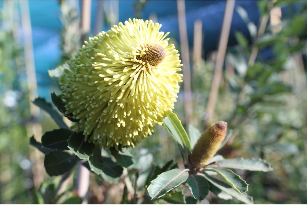 Gele Snijbladige banksia