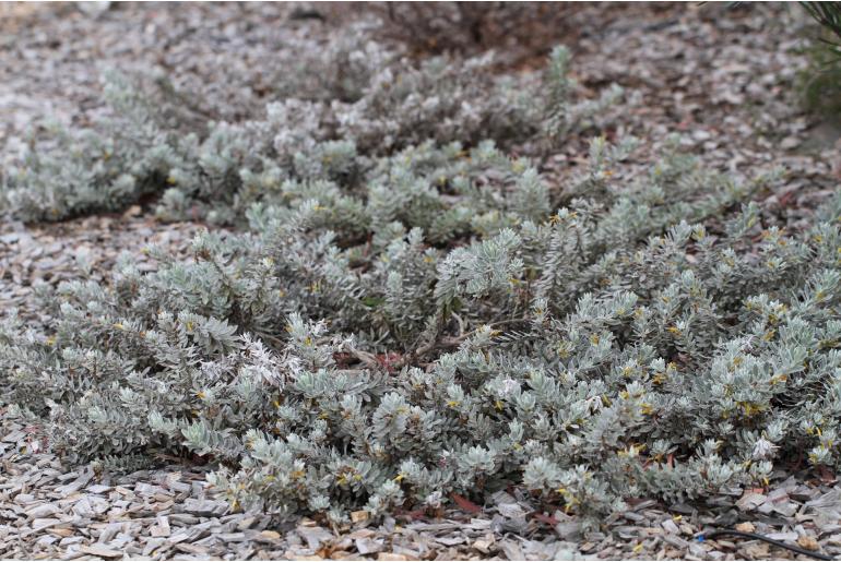 Eremophila glabra -3076