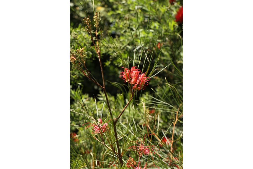 Johnson's Grevillea