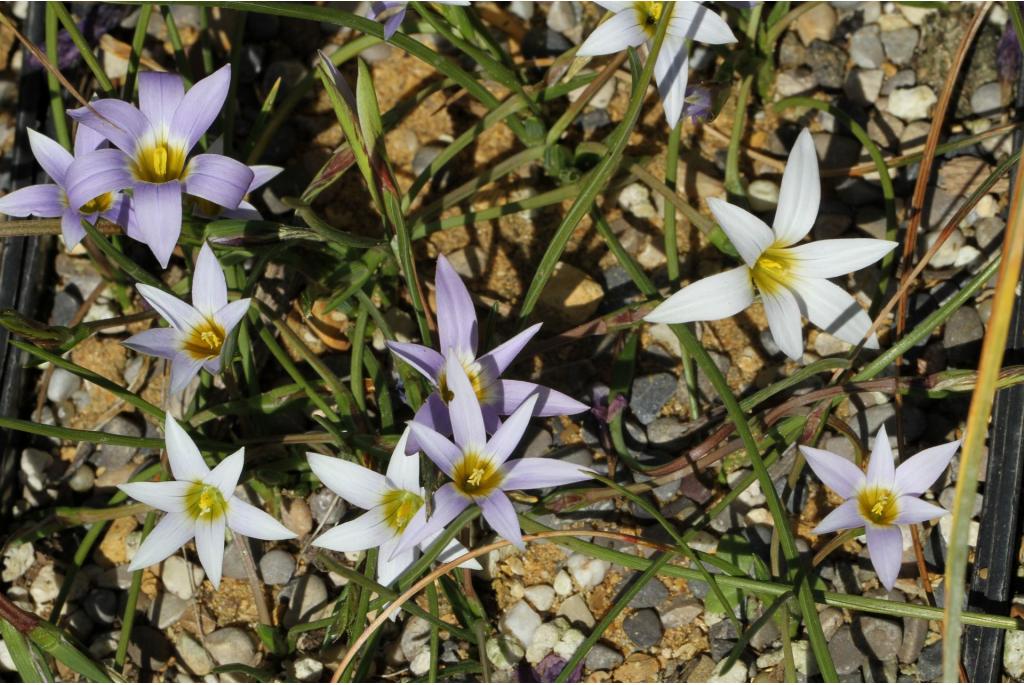 Tafelberg romulea