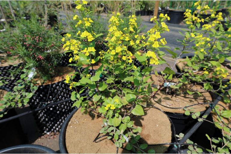 Goodenia ovata -3389