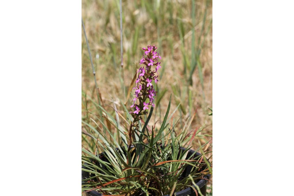 Grasbladige stylidium