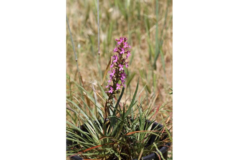 Stylidium graminifolium -3412