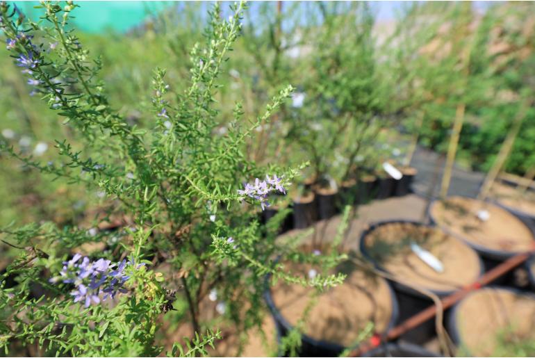 Olearia ramulosa -3456