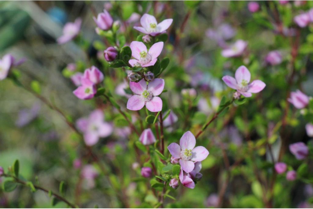 Anijs boronia