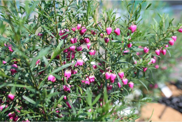 Boronia heterophylla -3478