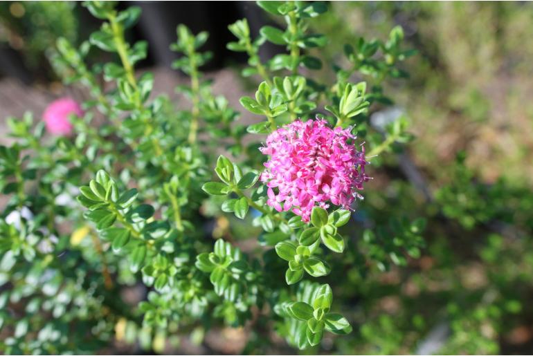 Pimelea ferruginea -3481