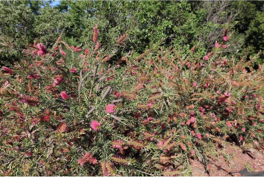 Scharlaken Callistemon