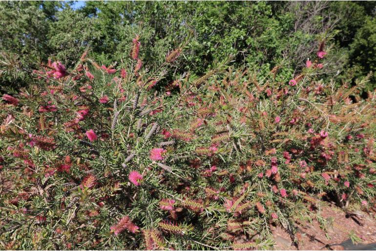 Melaleuca rugulosa -3509