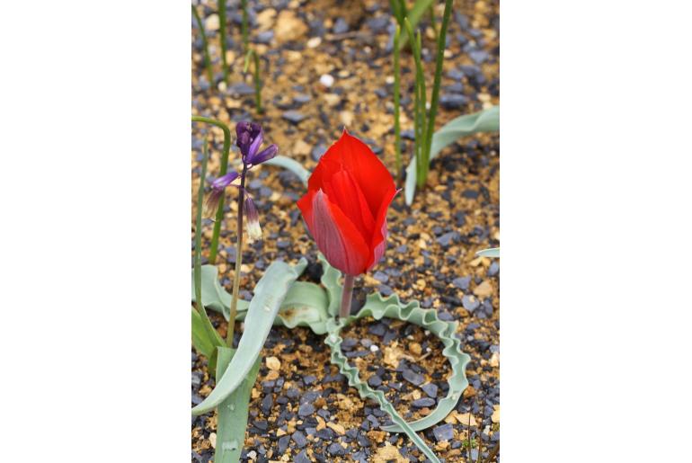 Tulipa butkovii -3561