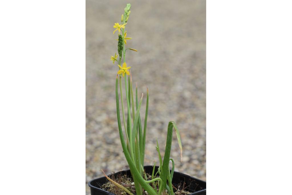 Aloe bulbine