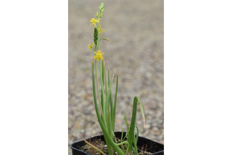 Bulbine alooides -3639