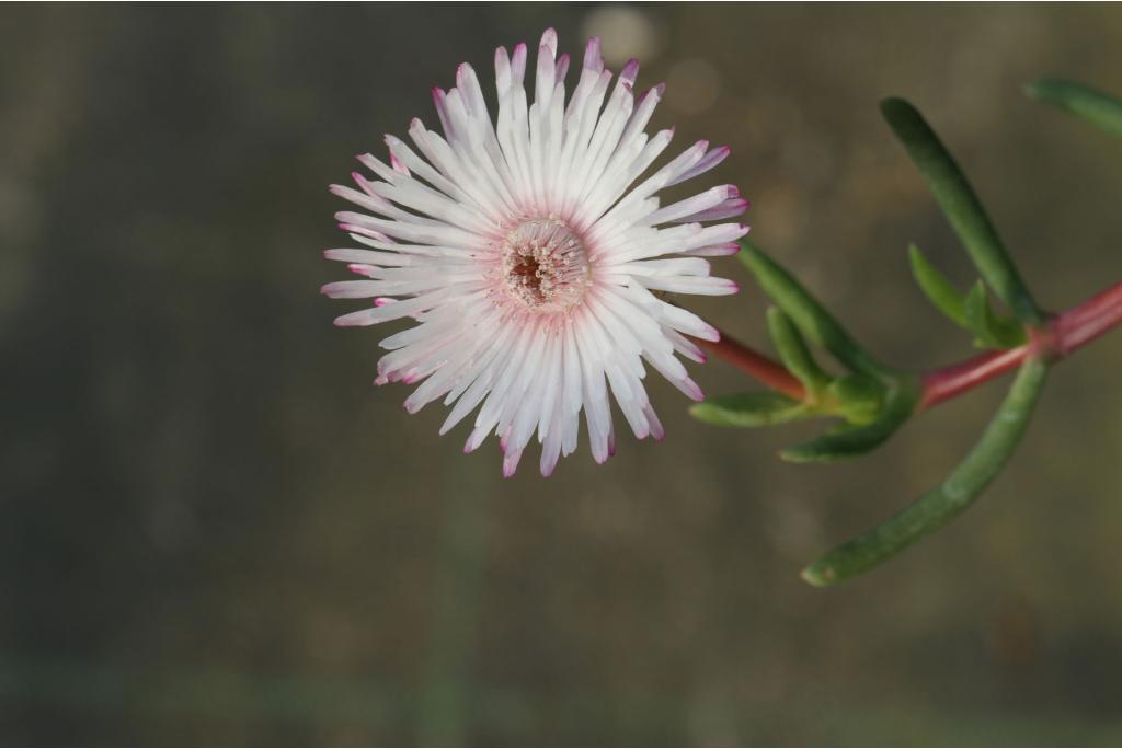 Cephalophyllum met variabele bladeren