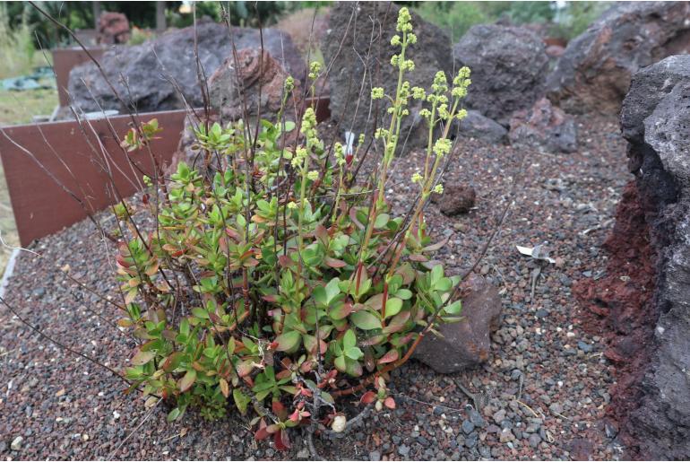 Crassula cultrata -3713