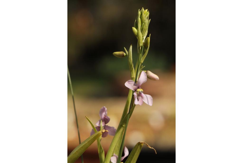 Orchidee cyanella