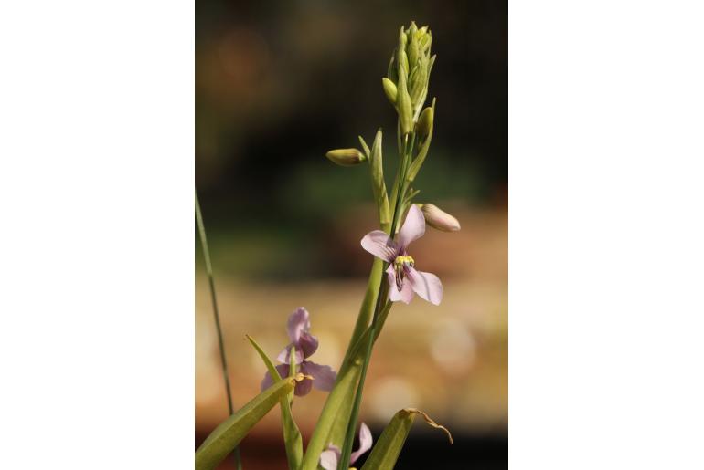 Cyanella orchidiformis -3740