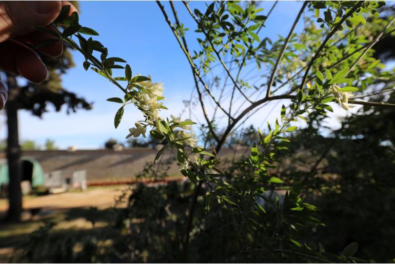 Chamaecytisus proliferus -3758