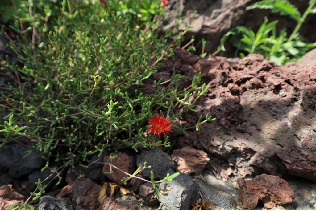 Opzichtige drosanthemum