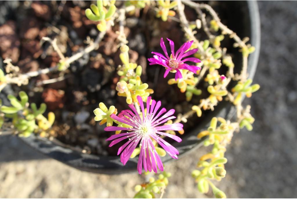 Bloeirijke drosanthemum