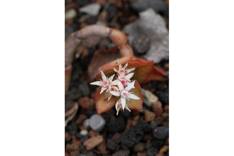 Crassula lactea -3825