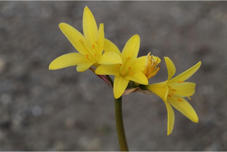 Cyrtanthus breviflorus -3937