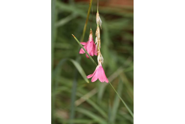 Dierama pauciflorum -3948