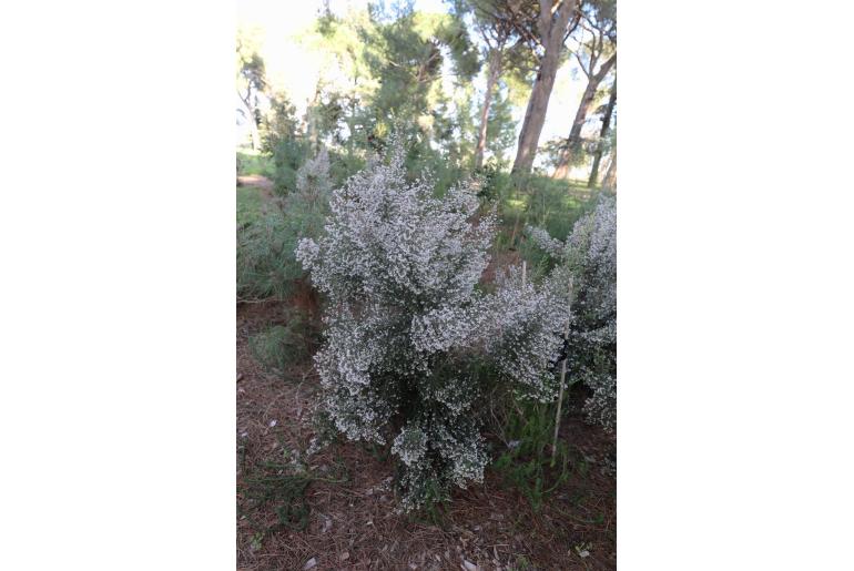 Erica canaliculata -4023