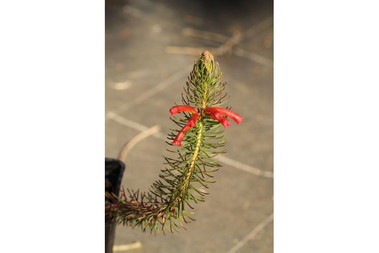 Erica viscaria ssp longifolia -4064