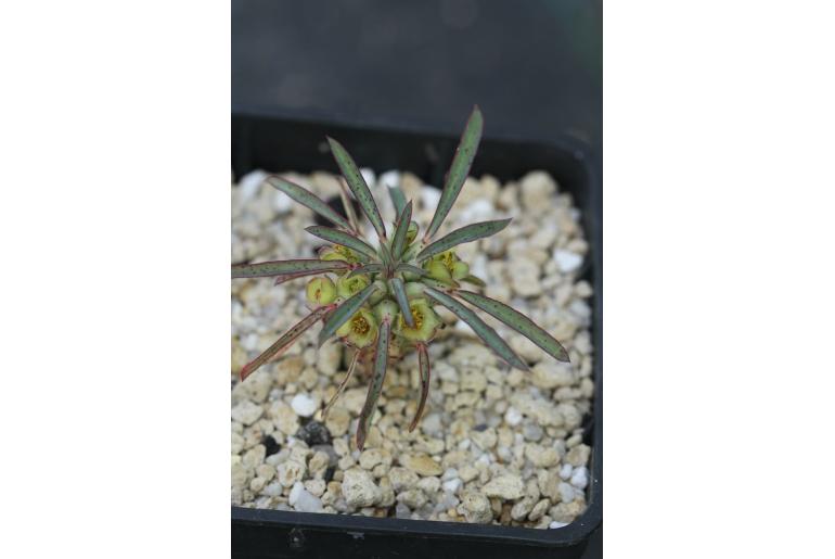 Euphorbia clandestina -4092