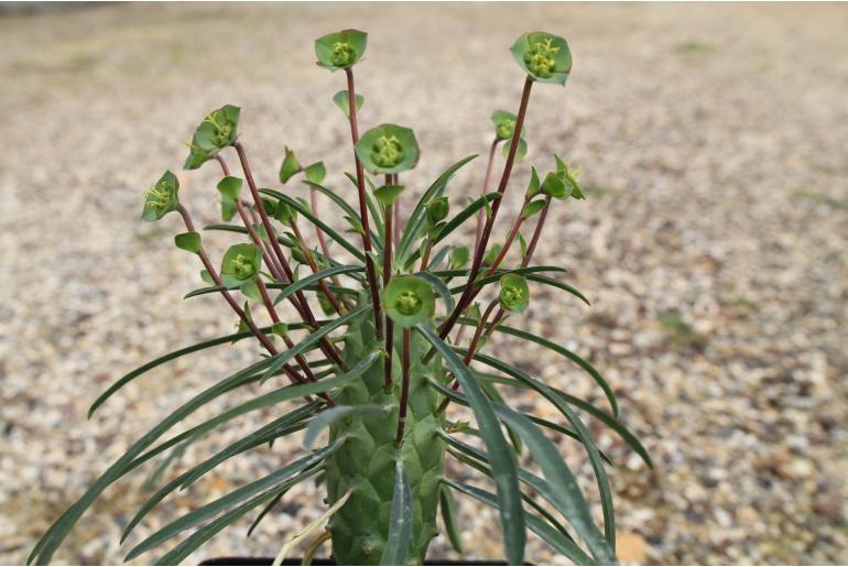 Euphorbia clava -4093