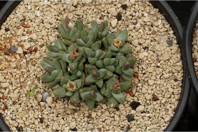 Faucaria subintegra -4098