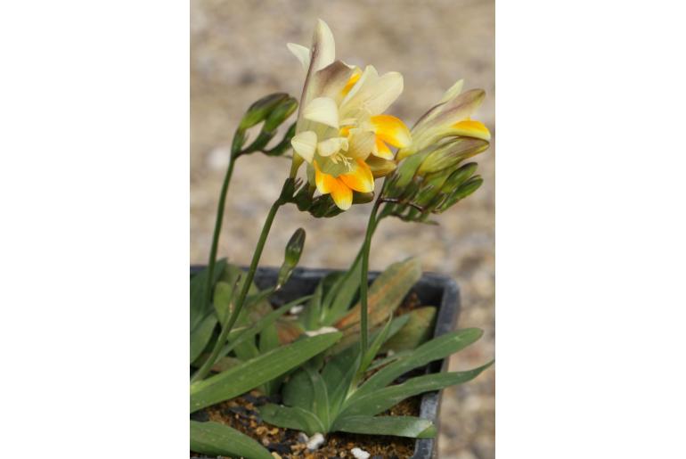 Freesia caryophyllacea -4124