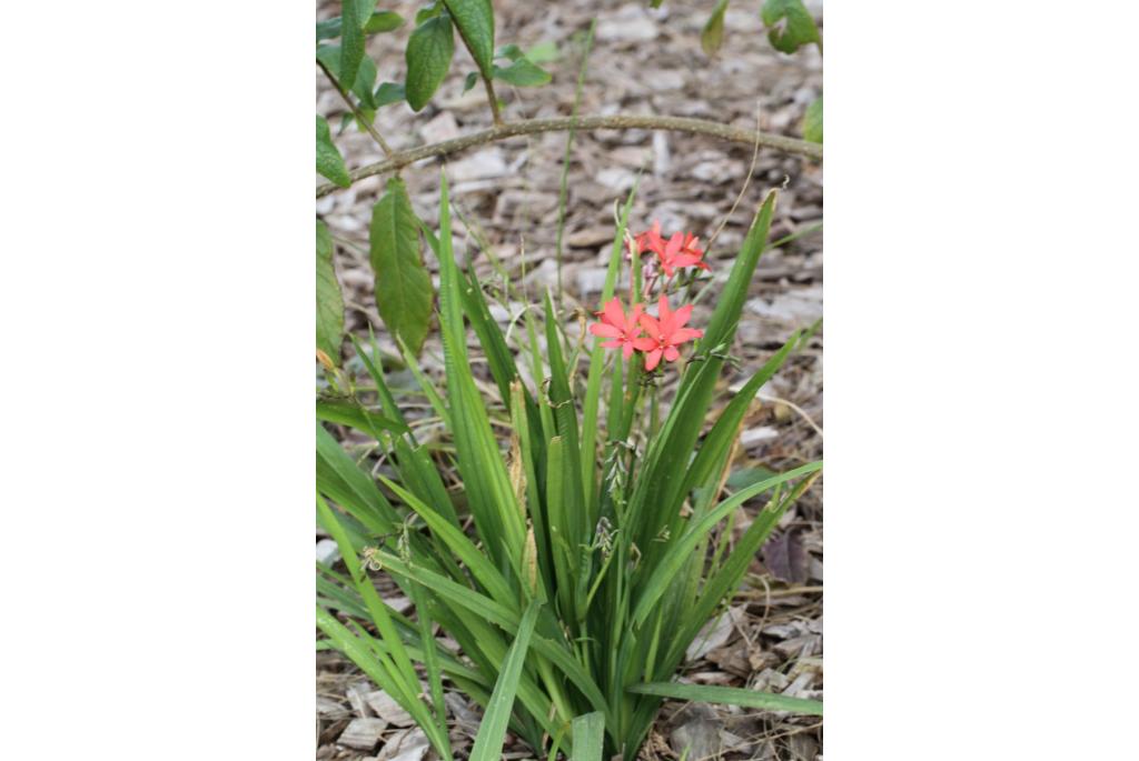 Grootbloemige freesia