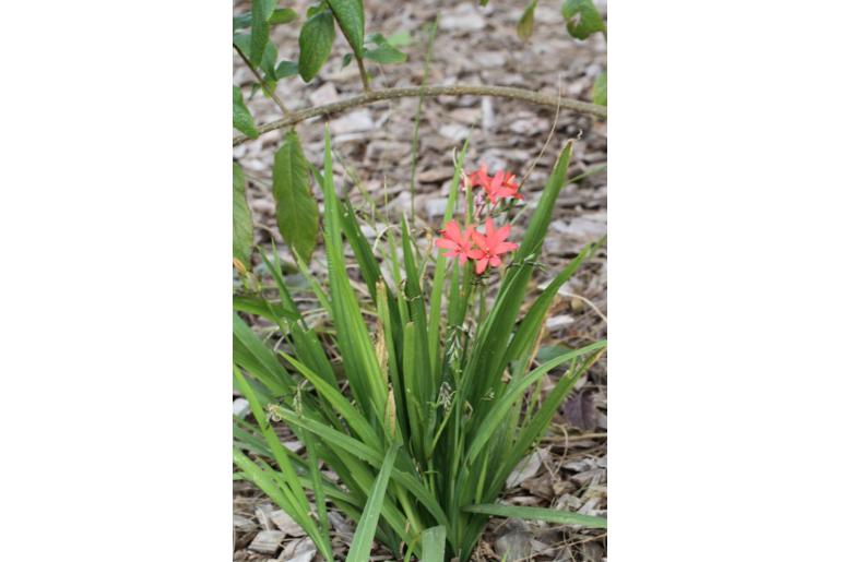 Freesia grandiflora -4131